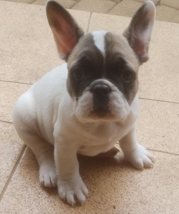 Buldog francuski - piesek