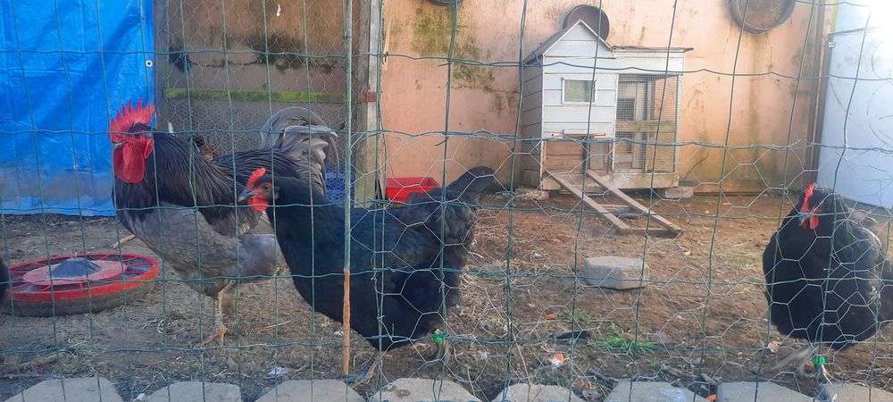 Ovos Galados Jersey Gigante Negro ou Azuis