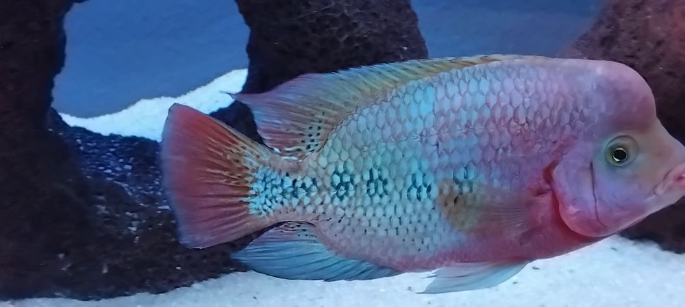 Peixe muito bonito e saudável