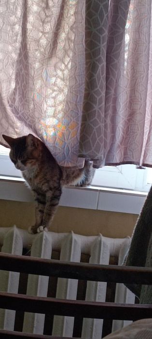 Зник котик, район Комарова