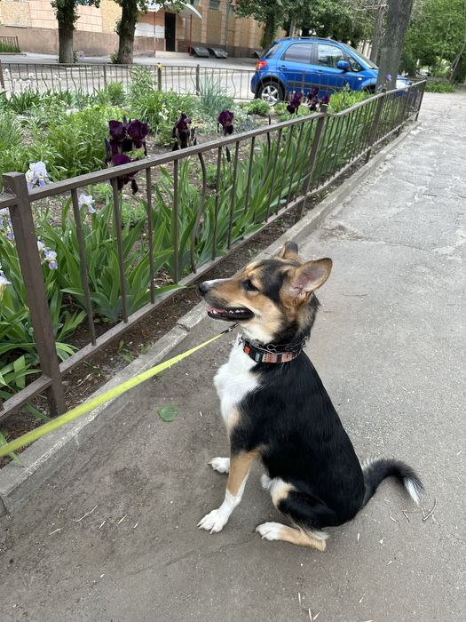 Микуся ищет семью . Собака как будто неведимка