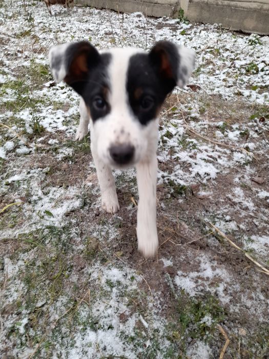 Віддам щенків в добрі руки