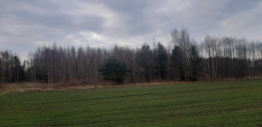 DZIAŁKA TEREN PRODUKCYJNO - USŁUGOWY. 10 km od Mińska Mazowieckiego. - Widok 4