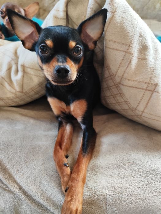 Чарівна дівчинка російського тоя