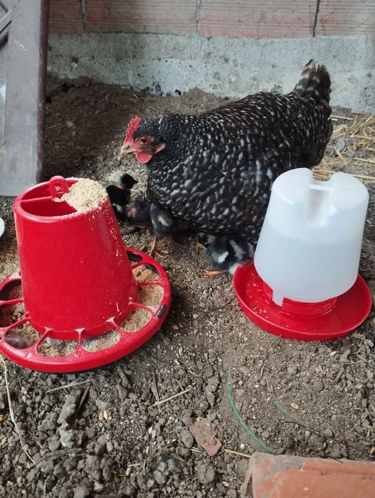 Ovos férteis e pintos pedrês portuguesa