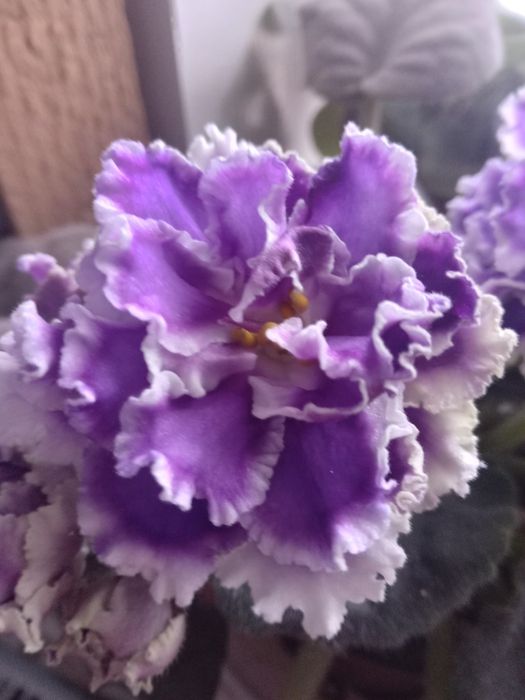 Фиалки ( сенполия)