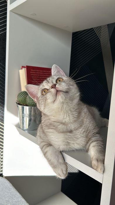 Котик Scottish Straight