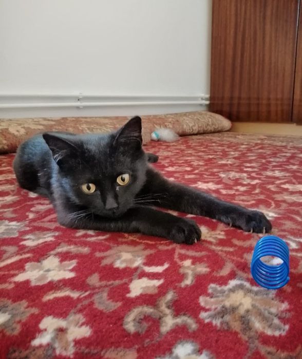 Filigranowa koteczka do adopcji
