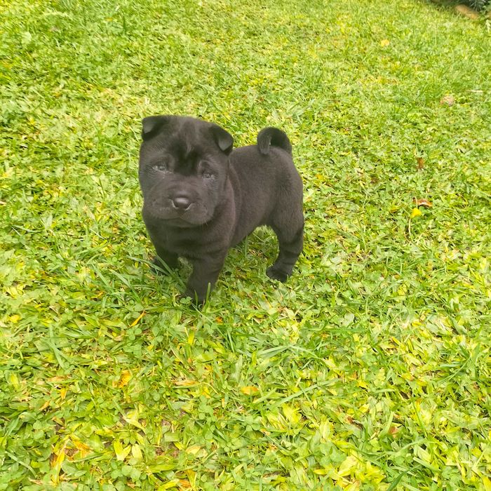 She pei fêmea negra