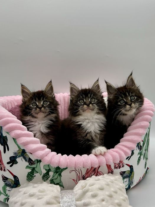 Мейн кун девченки