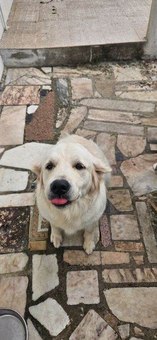 Adopção Responsável