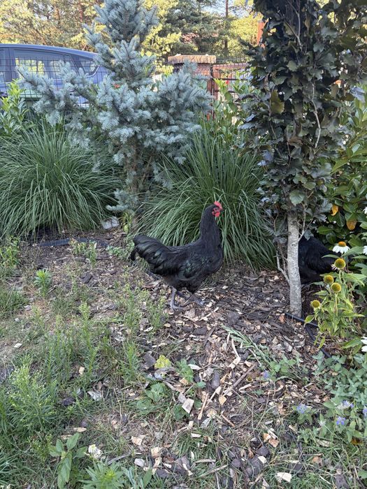 Kogut  australorp z 8 kwietnia sprzedaż lub wymiana