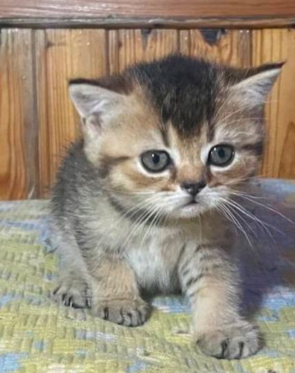 Золотая шиншила скотиш страйт