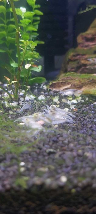 Krewetki Neocaridina White Pearl