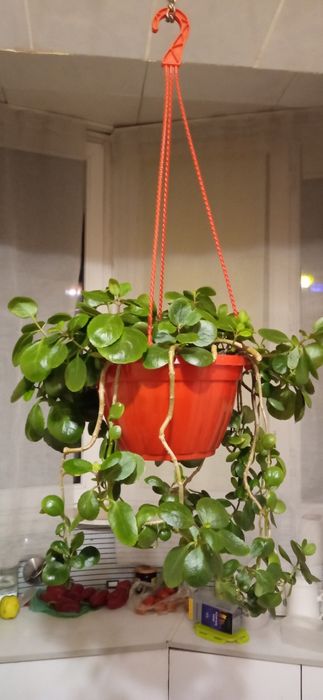 Цветок Коланхое с подвесным горшком