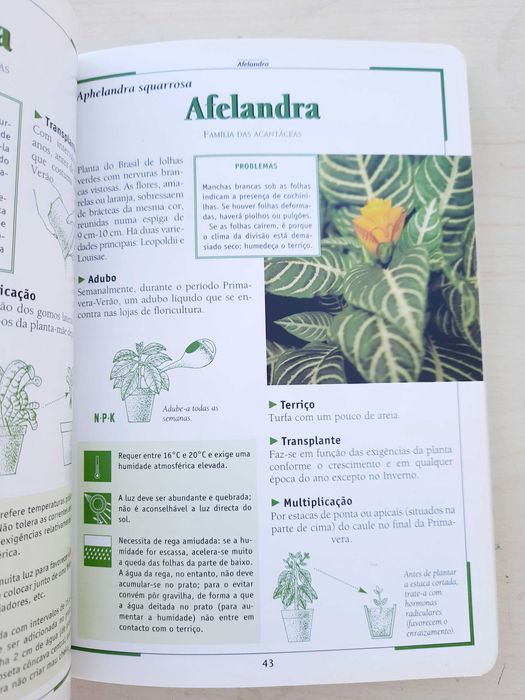 Saber mais sobre os cuidados a ter com as suas plantas de interior