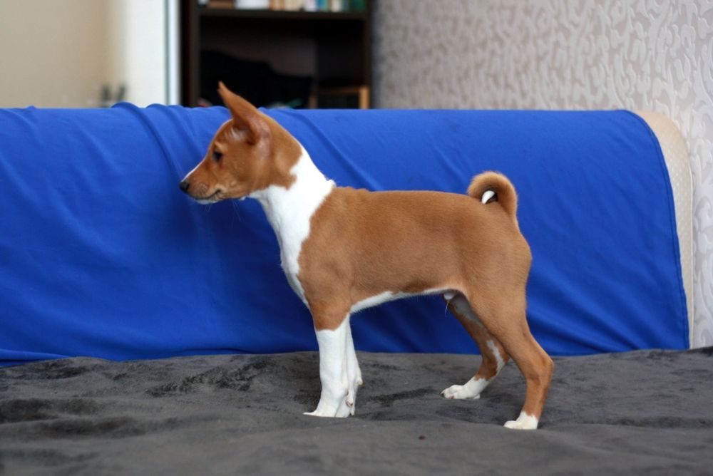 Басенджи це диво природи! Хлопчик чекає своїх людей. КСУ