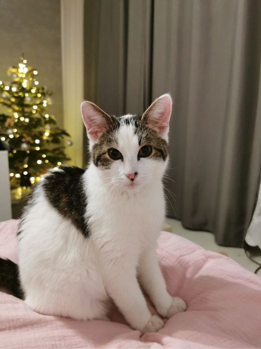 Mruczek 6 miesieczy kociak