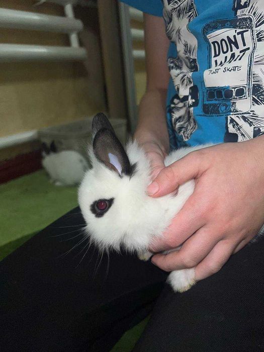 Милі пухнасті кролики