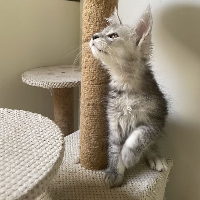 Kocurek Maine Coon