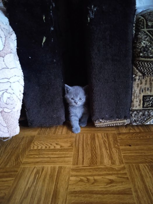 Шотландські кошенята