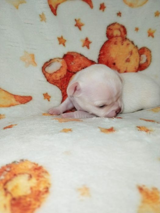 Fêmea chihuahua pêlo curto branca