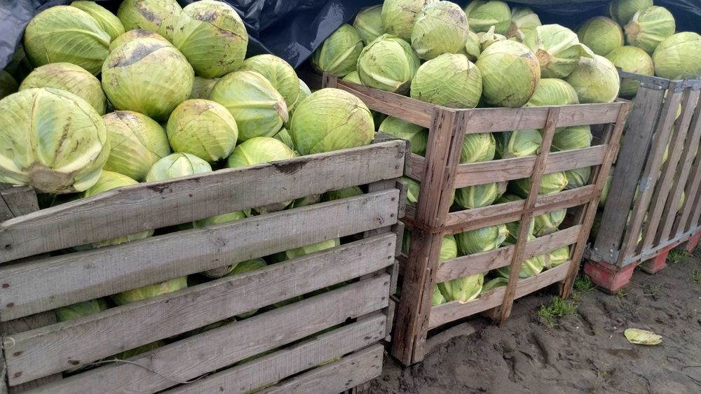 Sprzedam Kapuste biała