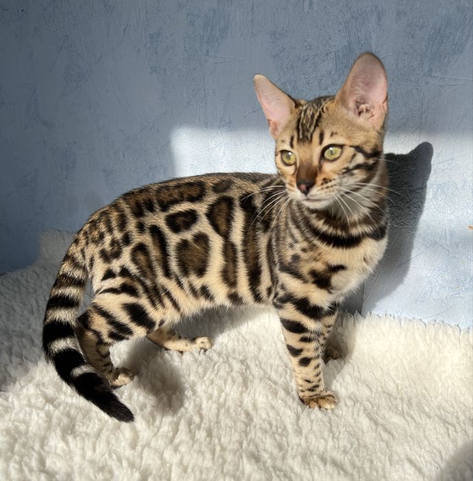 Бенгальські кошенята,несуть сніг
