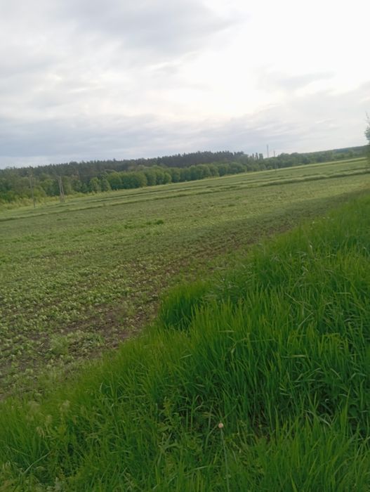 Продаю земельну ділянку - Вид 5
