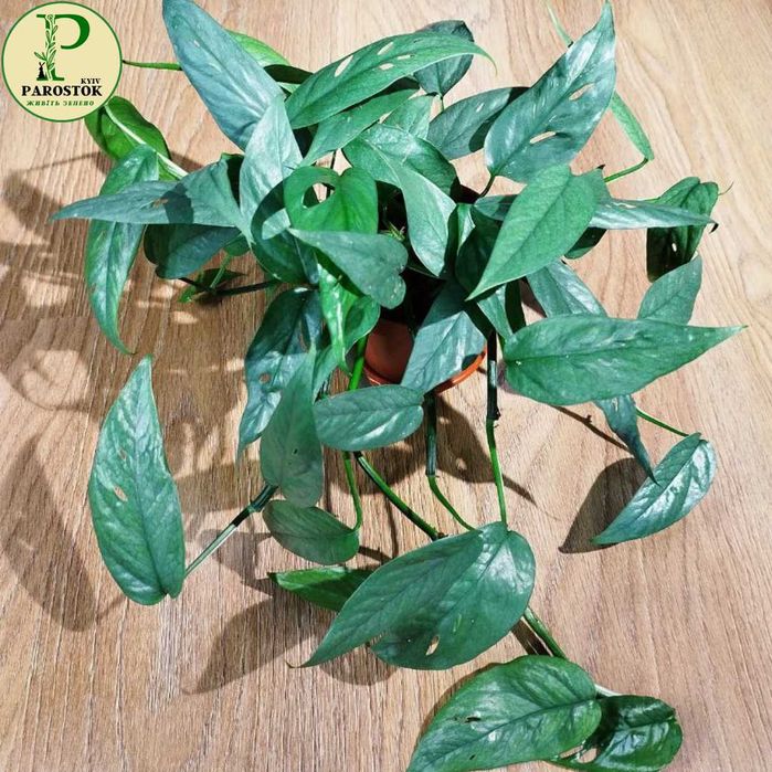 Епіпремнум. Себу Блу. Ауреум. Хеппі Ліф. Глобал Грін. Марбл Квін.