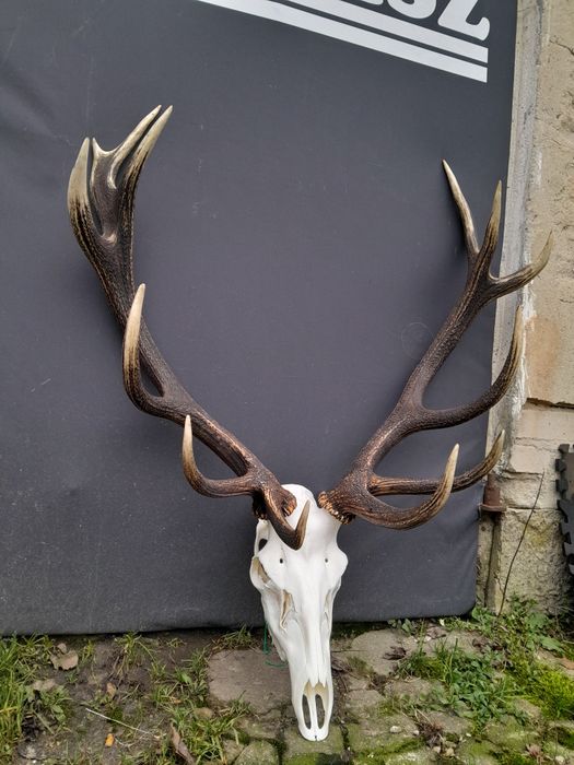 Poroże rogi zrzuty wieniec jelenia byka.