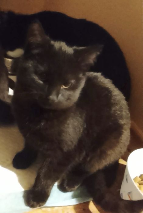 Cudne kocięta szukają nowego domu