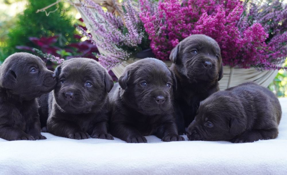 Labrador retriever-czekoladowa suczka ZKwP/ FCI