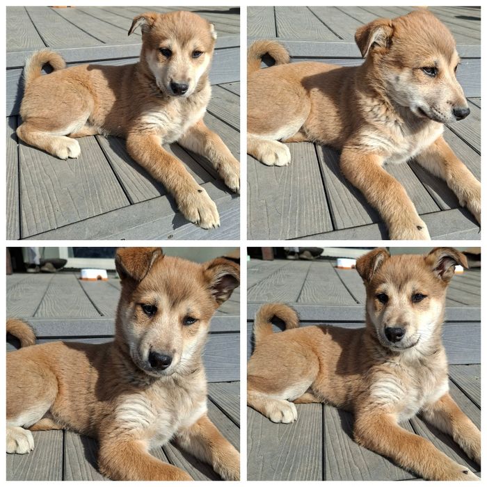 Шукають гарну родину цуценята. Народились 31.12.25 .
Привиті за віком,