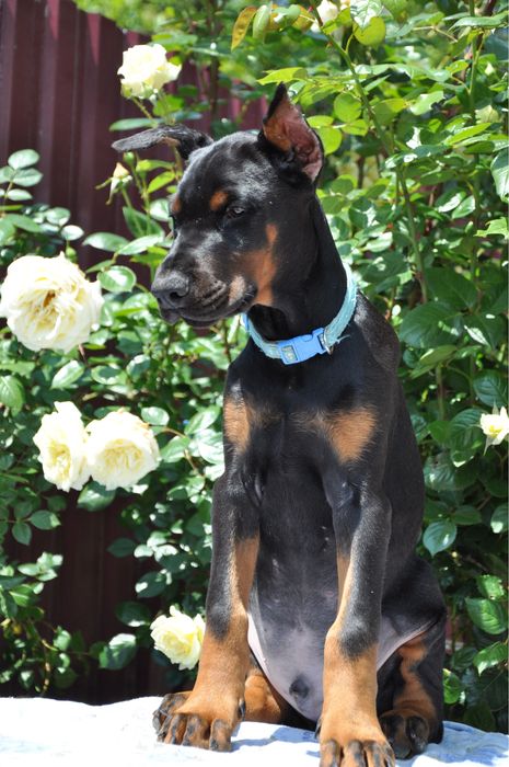 Doberman FCI КСУ