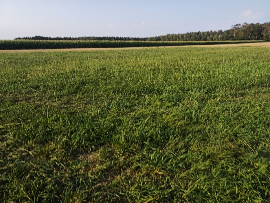 Kukurydza na pniu 1,5ha