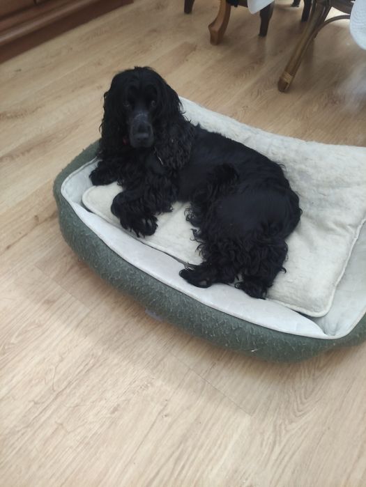 Psia lapka domowy hotel dla zwierząt.