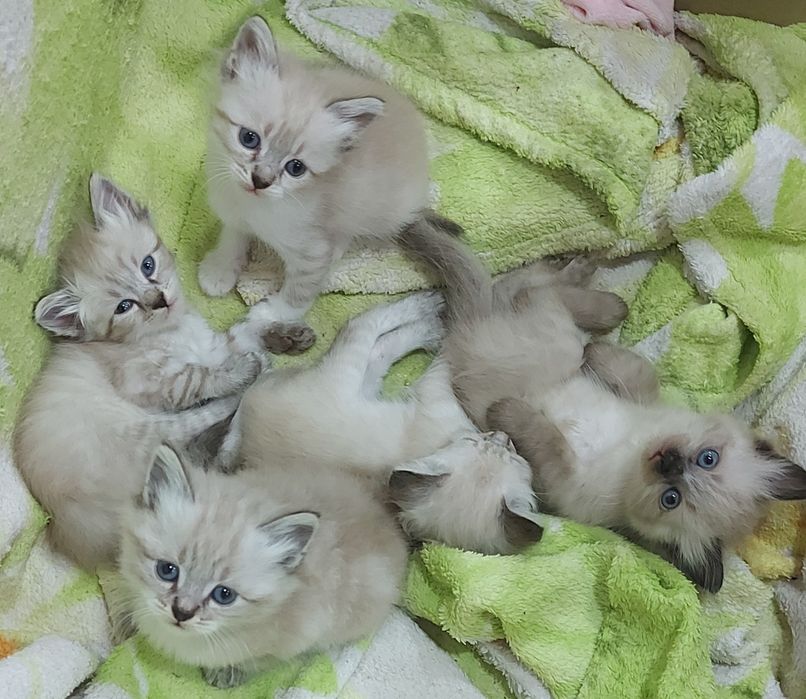 Котята Невские маскарадные