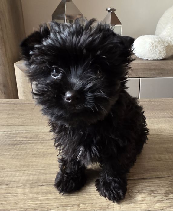 Cudna dziewczynka york