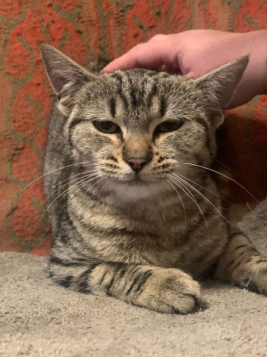 4-5 miesięczna kotka szuka domu niewychodzącego