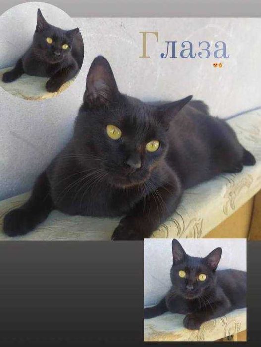 Бомбейська кішечка