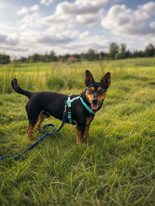 Mały Roki poleca się do adopcji!!!