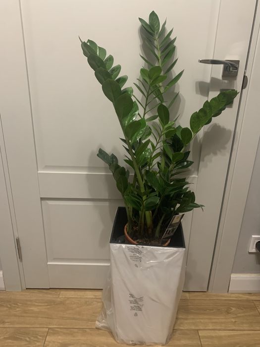 Заміокулькас , грошове дерево на подарок