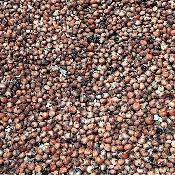 5kg Sorgo czerwone karma pokarm pasza dla ptaków papug średnich i duży