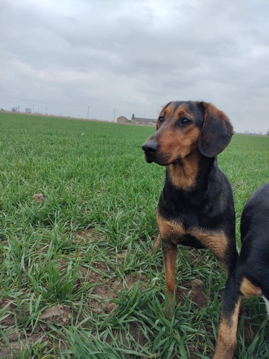 Gończy Polski suczka