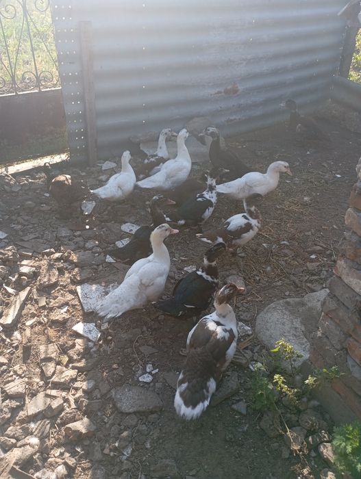 Продам уток 2місячних та 4місячних