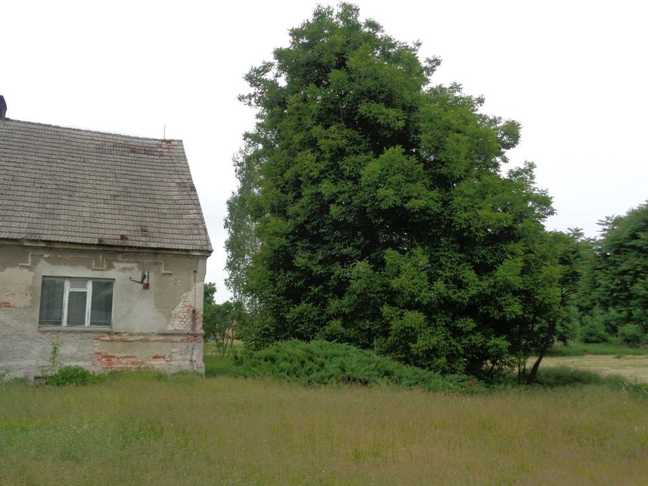 Dom – Krzeszyce - Widok 3