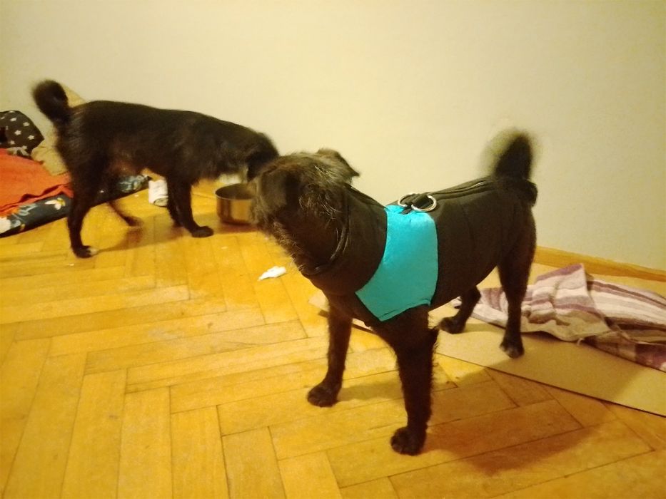 Ali suczka z interwencji do adopcji