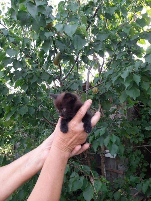 Малеча шукає родину