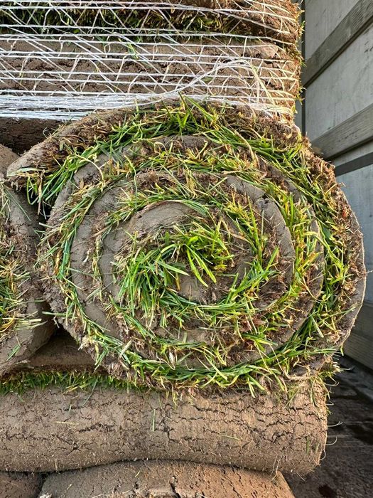 Trawa rozwijana z rolki